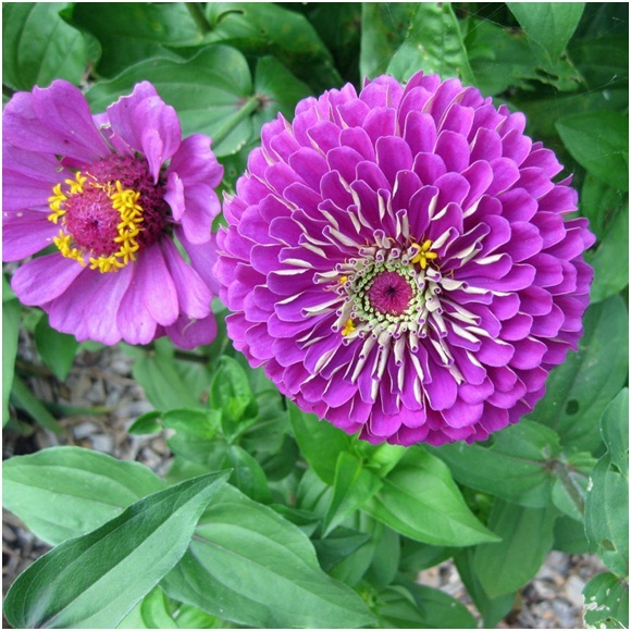 2_Zinnias_3.jpg